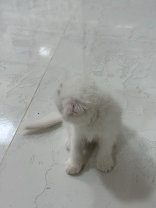 Продаються породистые котята (шотланские вислоухие) 5 котят