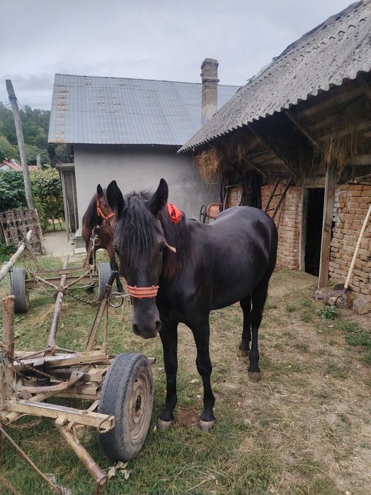 Vând o mânză și un manz
