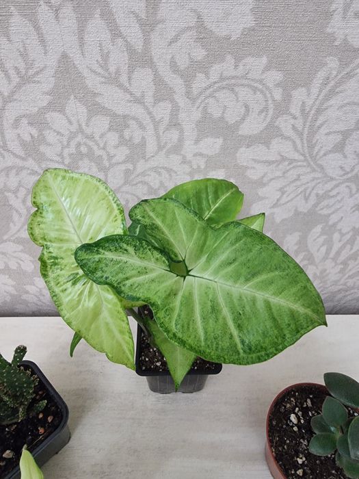 Отростки по 1000 тенге