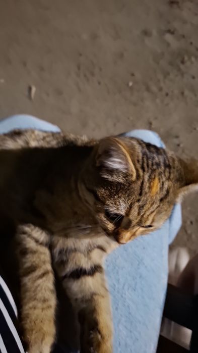 Отдам в добрые руки кошку