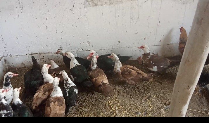 Қояндар сатылады,индауткалар