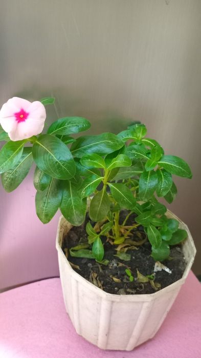 Комнатные цветы  продам.