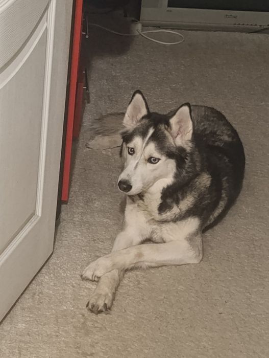 Собака хаска 3 года цена договор