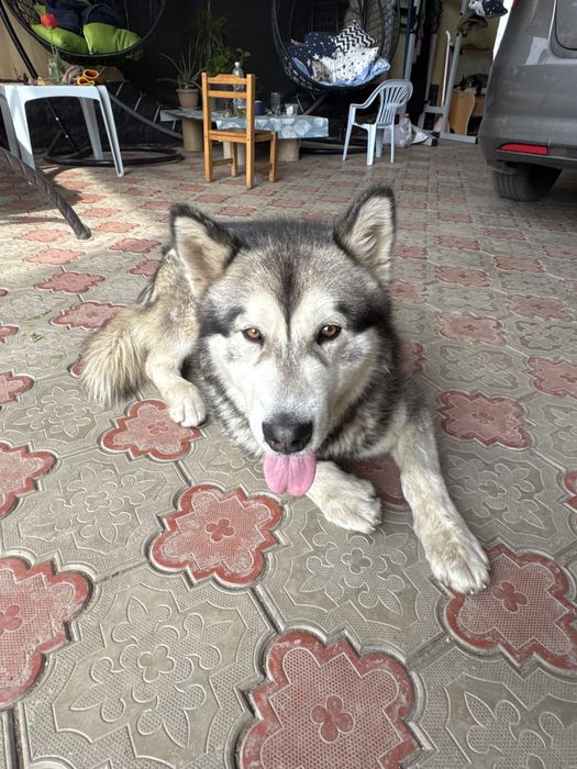 Маламут для вязки