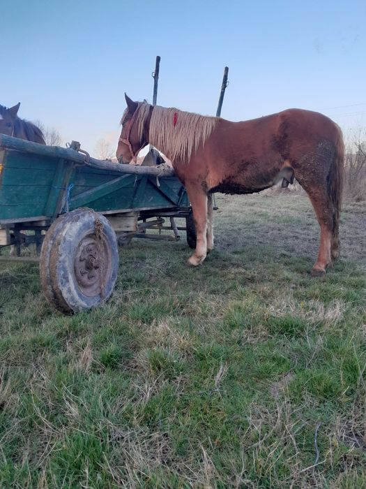 Vand carlan foarte cuminte