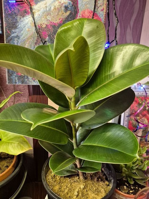 Продаётся Фикус эластика