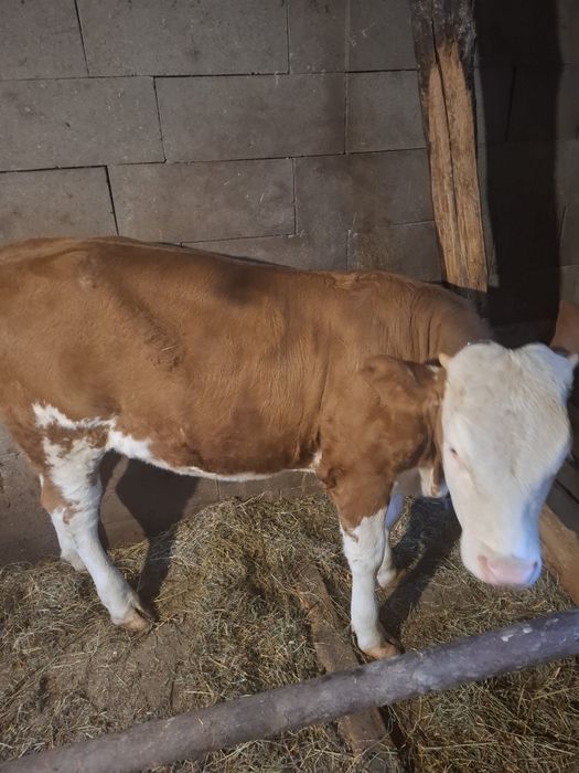 Vănd vițel 300-320kg Detali la telefon