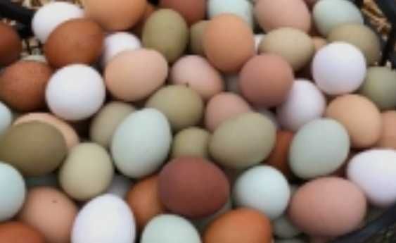 оплодени яйца от всякакви породи