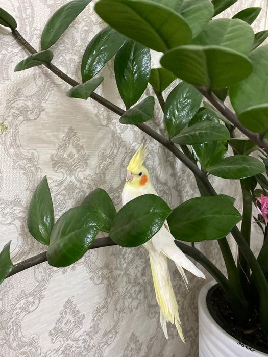 Продаются попугайчики