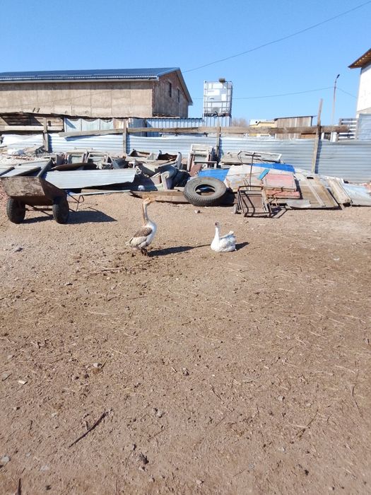 Срочно продается.