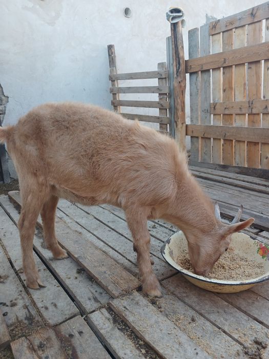 Теке лақ сатылады.