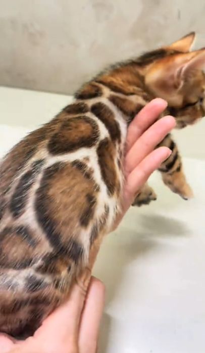 Бенгальские котята