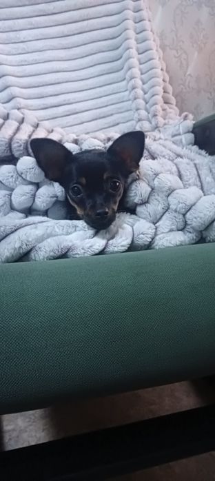 Вязка той терьера