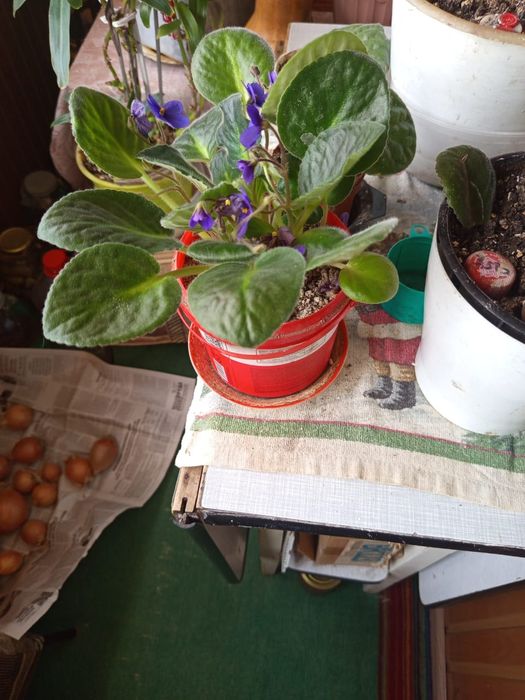 Фиалки на выбор цена СУПЕР