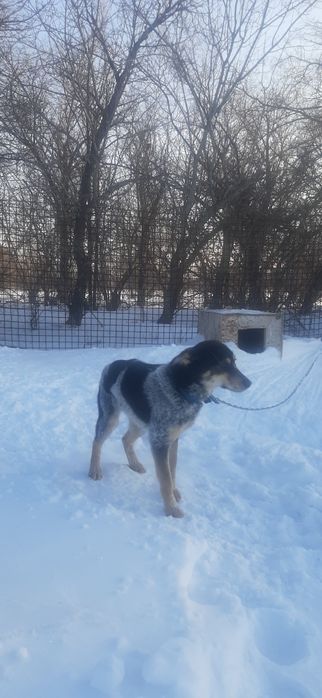 Отдам собаку бесплатно, девочка.