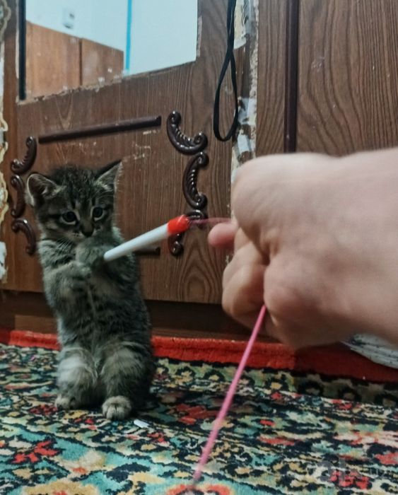 Алина из страны чудес
