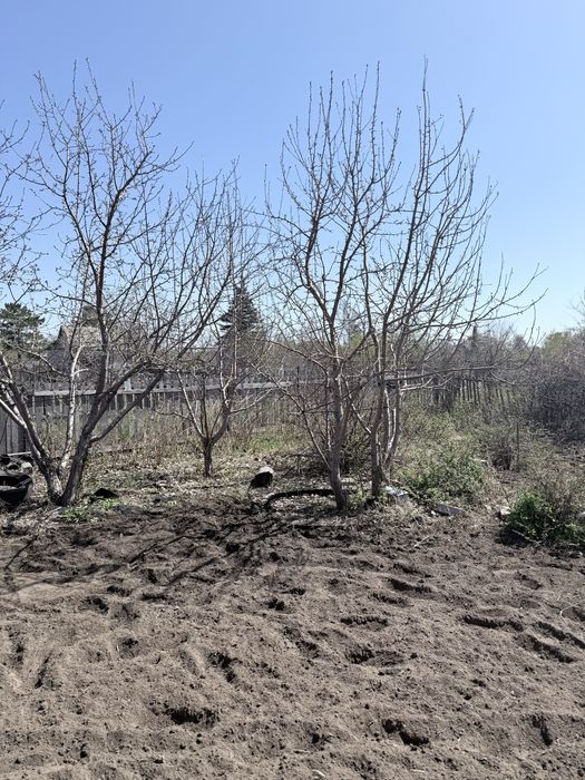 Продам дачу сад яблонька