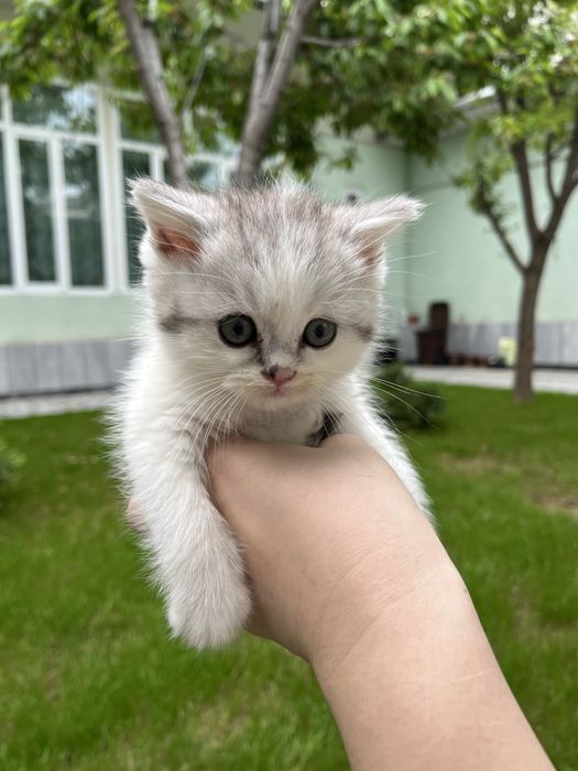 Кот скоттиш фолд