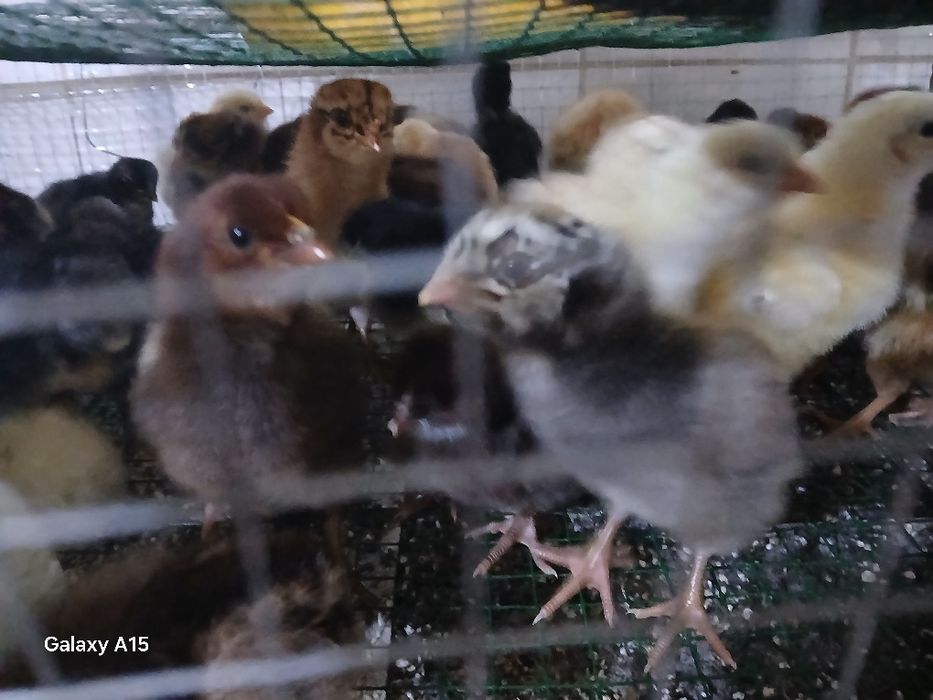 Domashni jo‘ja bor 10ming so‘m