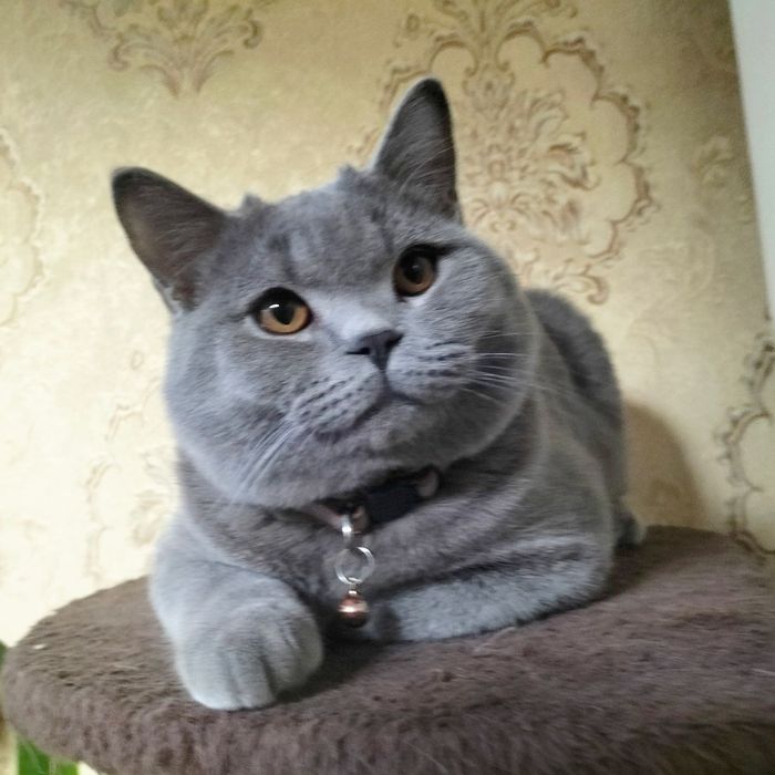 Вязка  кот (сотилмиди)