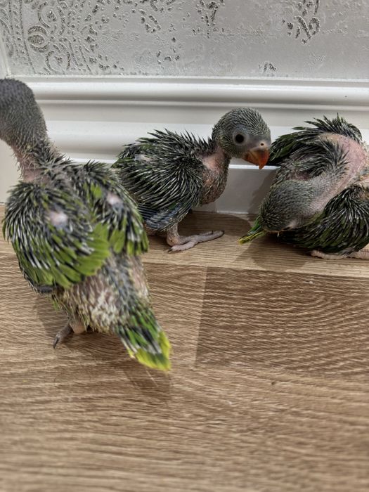 Ожереловый зелёный попугай продается