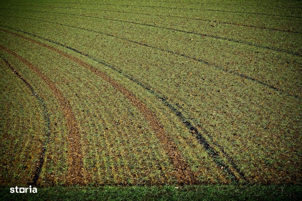 Vand teren arabil 50 ha Ileana jud Calarasi