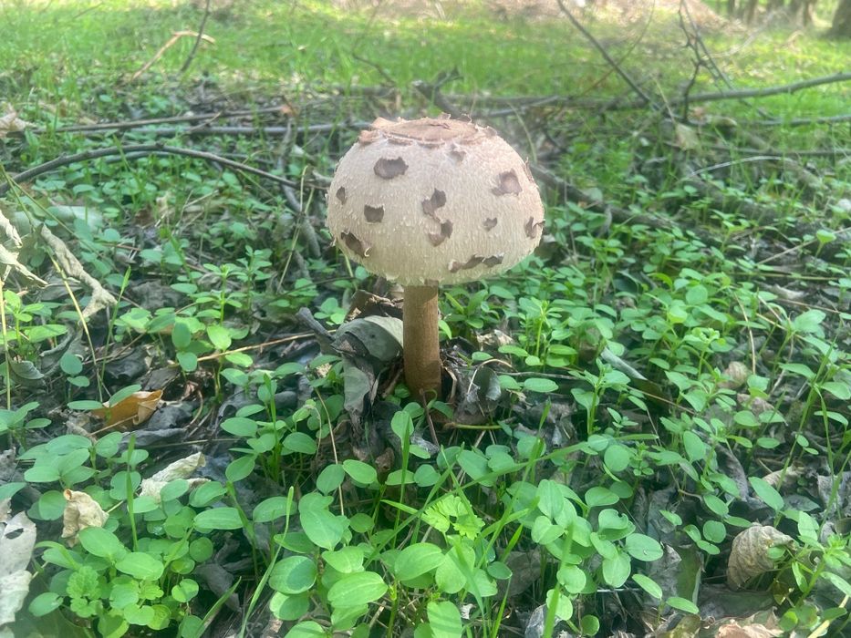 Vind ciuperci comestibile (piciorul căprioarei)