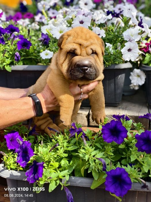 Продам щенка шарпея.