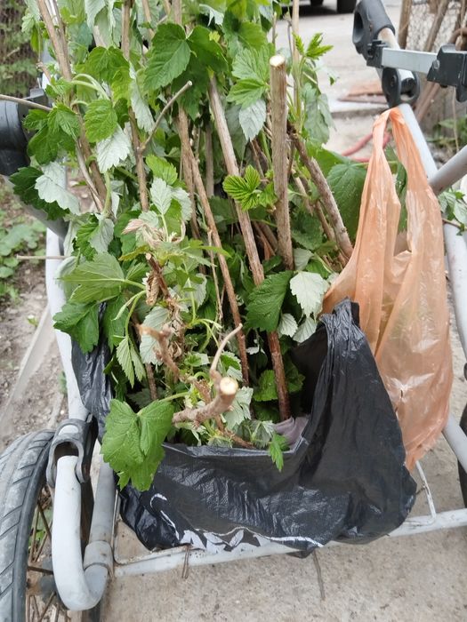 Малина много приносит урожая