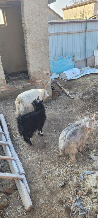 Она бола эчки сотилади 2 та боласи хам такача