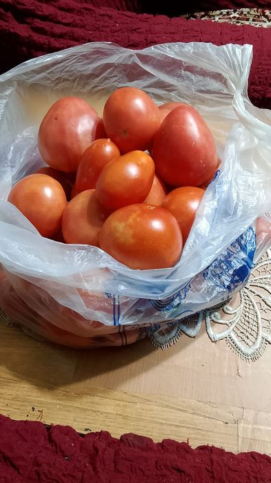 Продам помидоры домашние