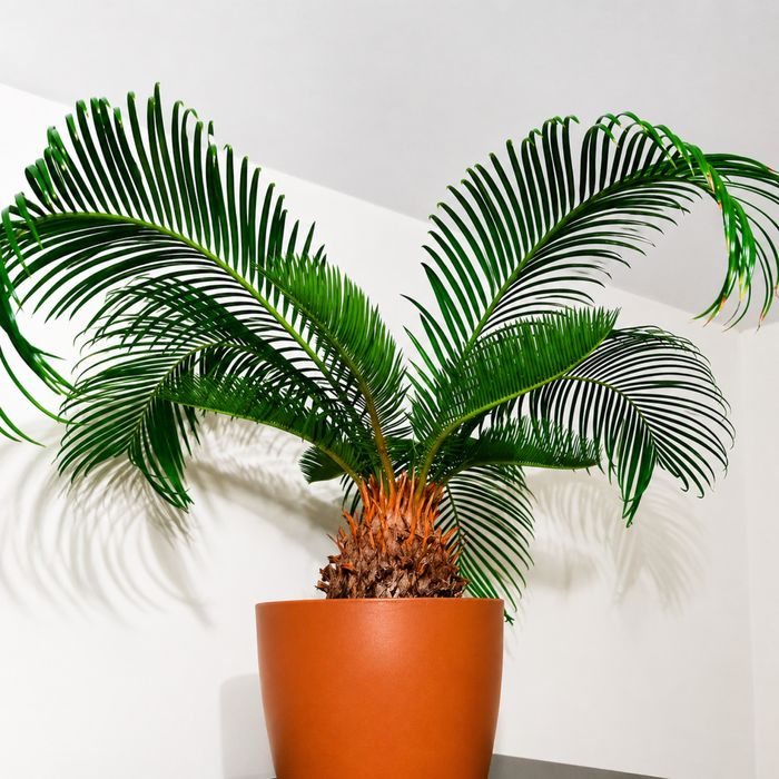 Cycas revoluta над 15 години