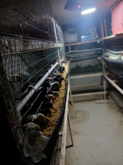 Жужалар сотилади