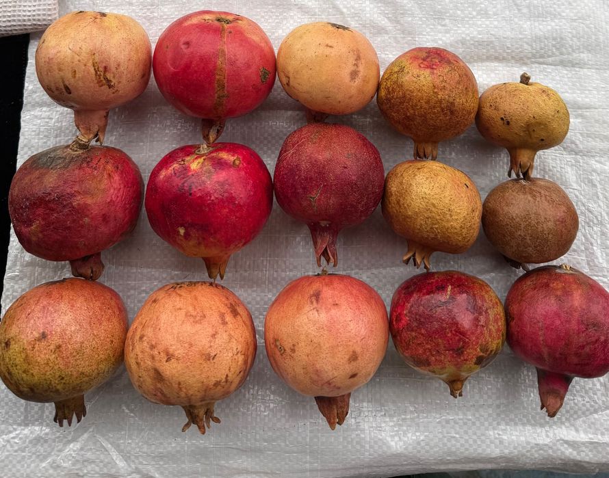 Нарове – селекция от много сортове с различни характеристики, дръвчета