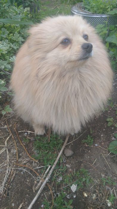 Пр.щенка шпица  немецкого мальчик 10 мес.