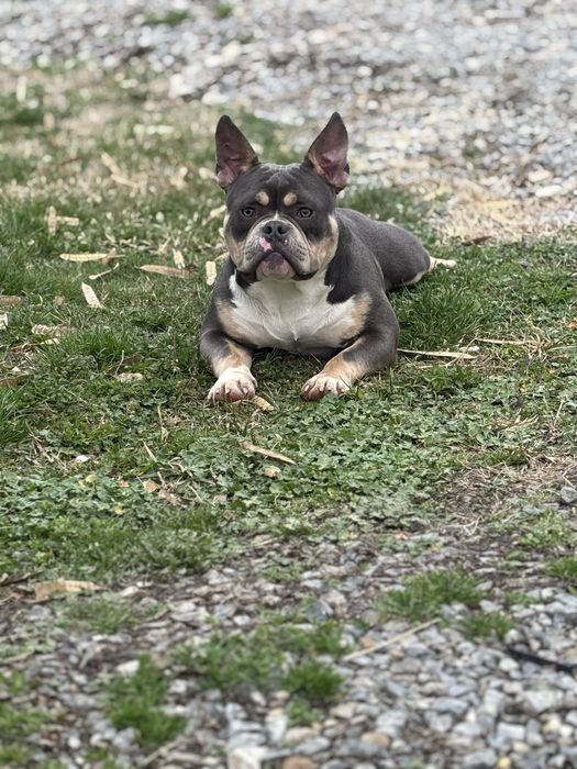 American bully pocket