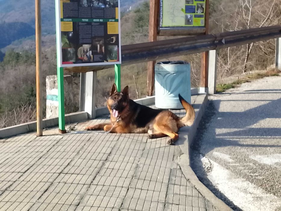 Немска Овчарка много едър представител мъжка