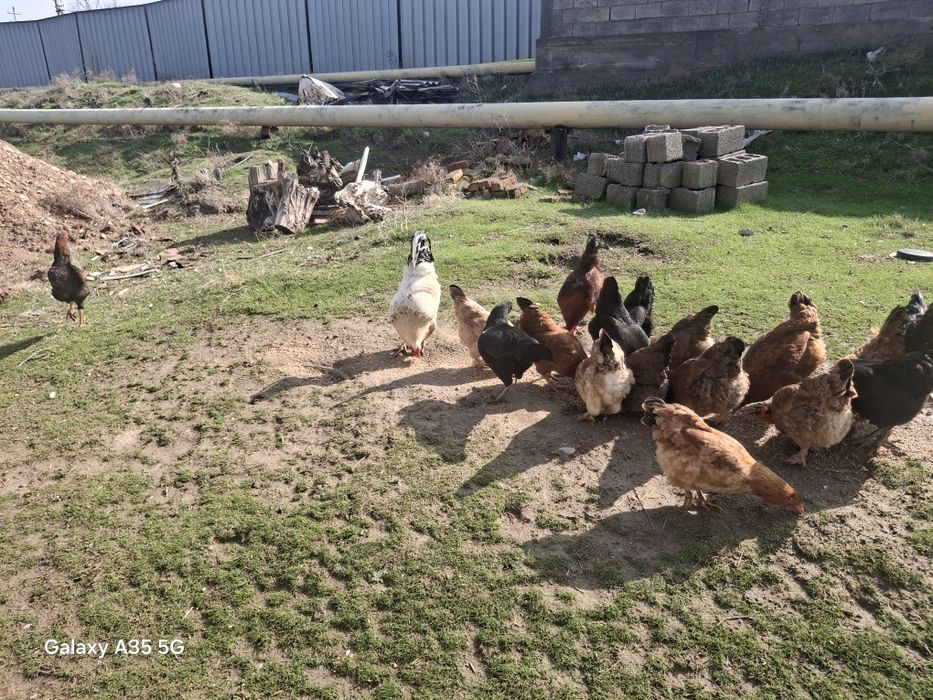 2 Қара ҚОРАЗ сатылады