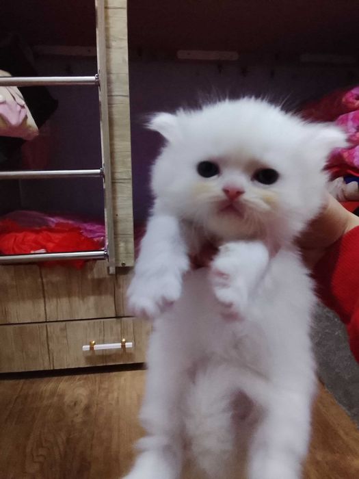 Skotish fold va strayt mushukchalar