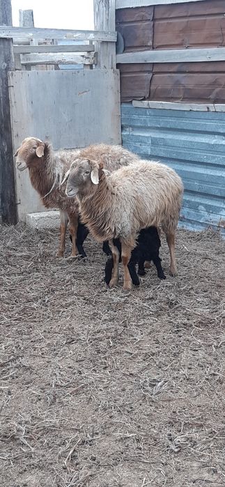 Ісек серке қозылы қой