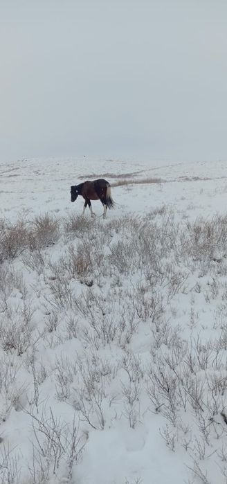 Донен, согымга алде айырбас ургашы малга