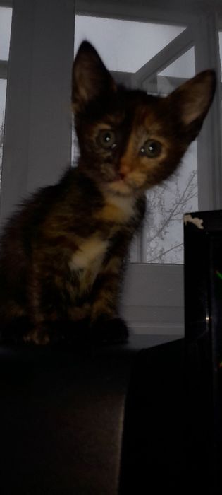 Котята бесплатно