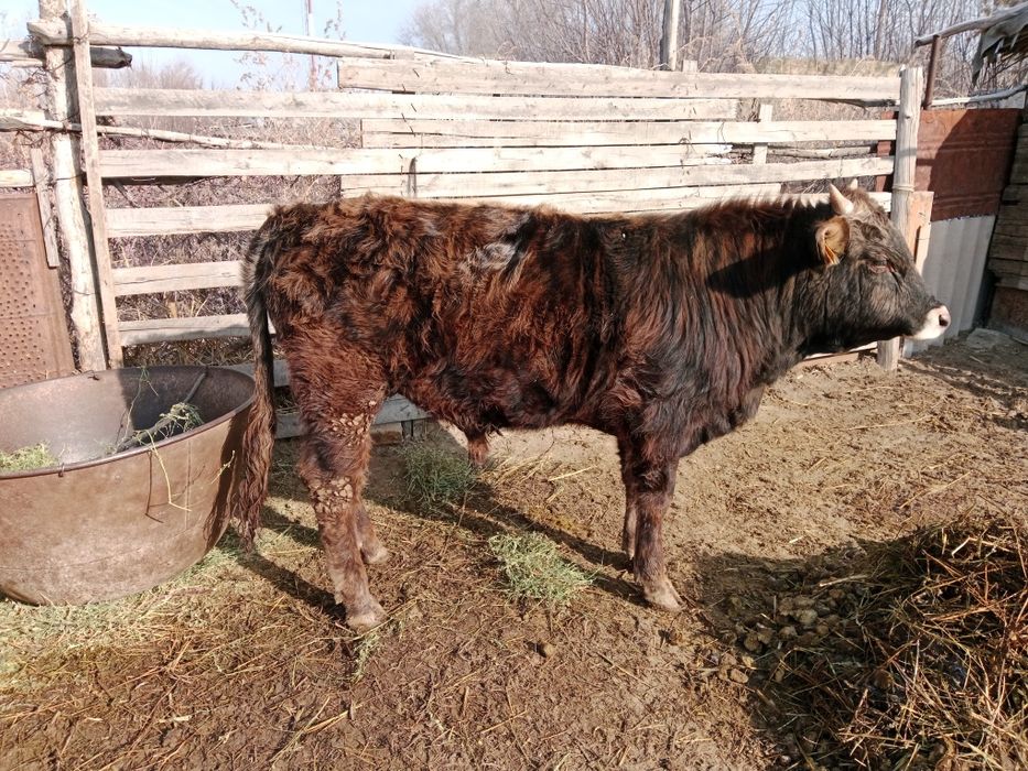 Продаю быка в откорме