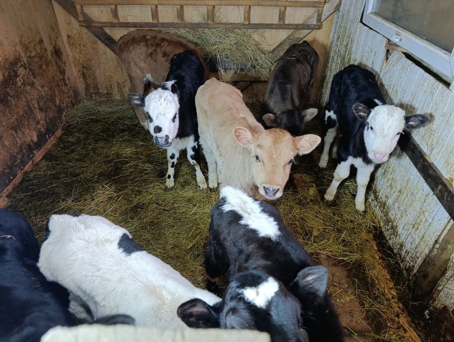 Телята тёлочки от высокодойных коров