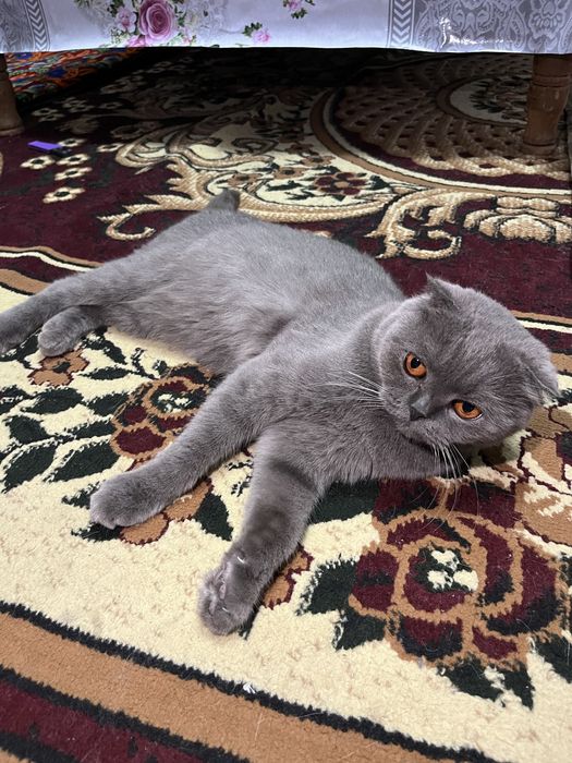 Скоттиш фолд киз бола