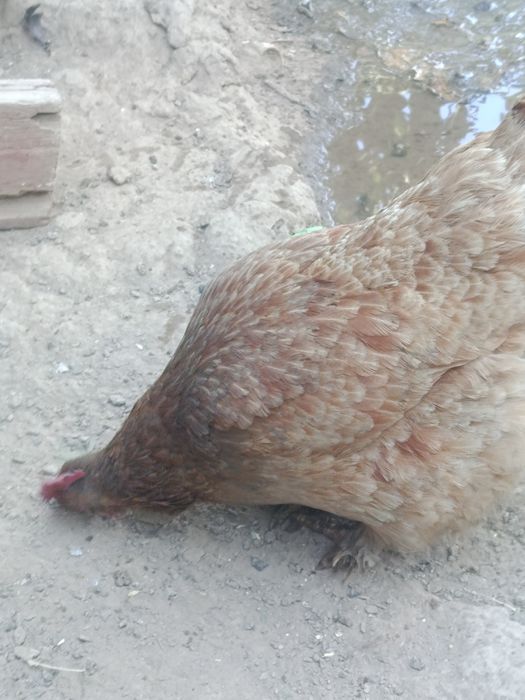 Продам кур домашних