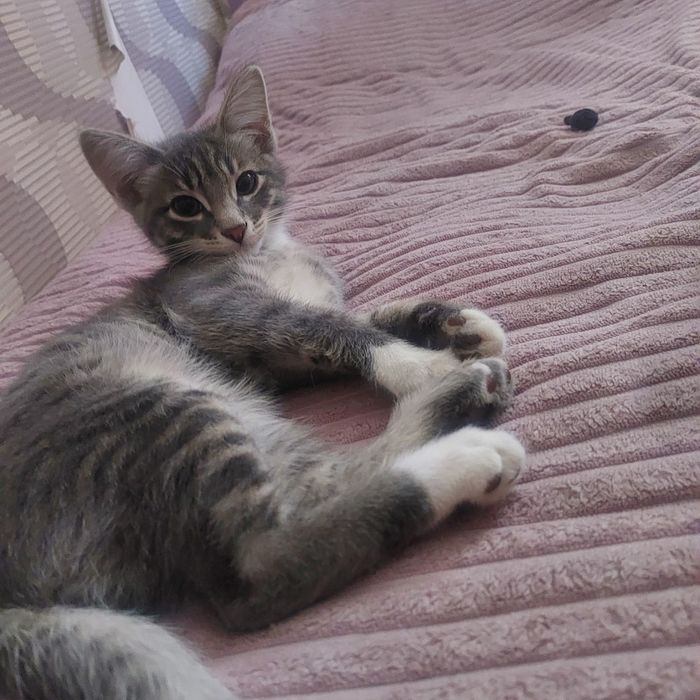 Котик-мальчик в добрые руки