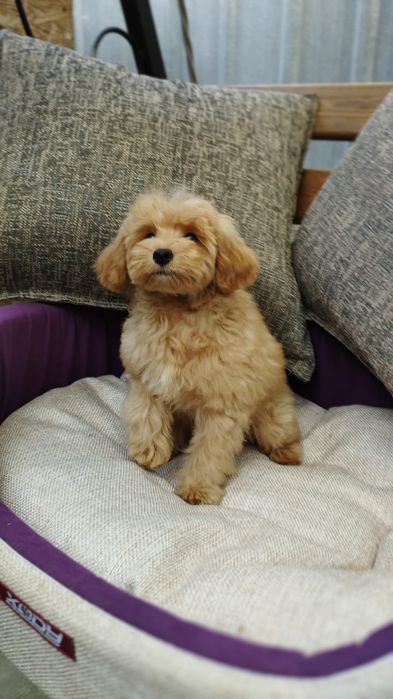 Продаются щенки мальтипу F1