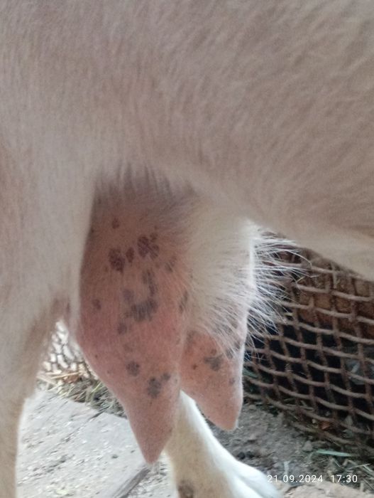 Зайнски 4 ешкі бағасын келісеміз