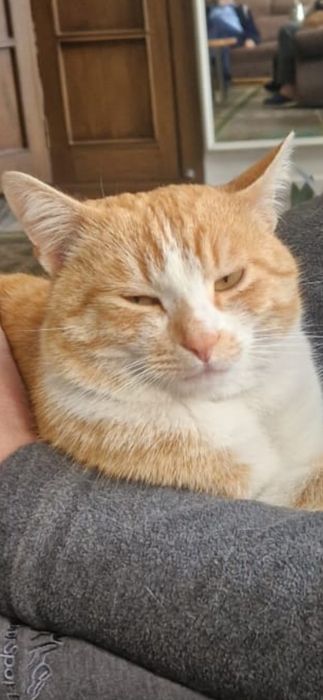 Найден домашний котик.